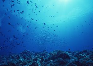 東横INN鹿児島中央駅西口：アクセス良好で快適なビジネス・観光拠点のホテル