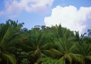 沖縄・石垣島の快適な滞在を実現！東横INN石垣島の魅力と最新情報